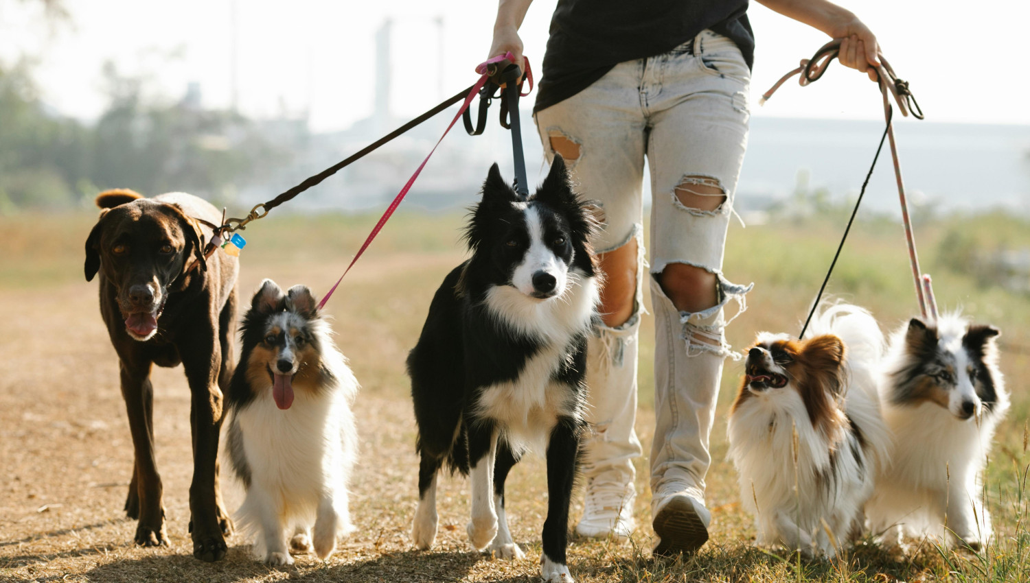 Perfect for your Dog Walking Services